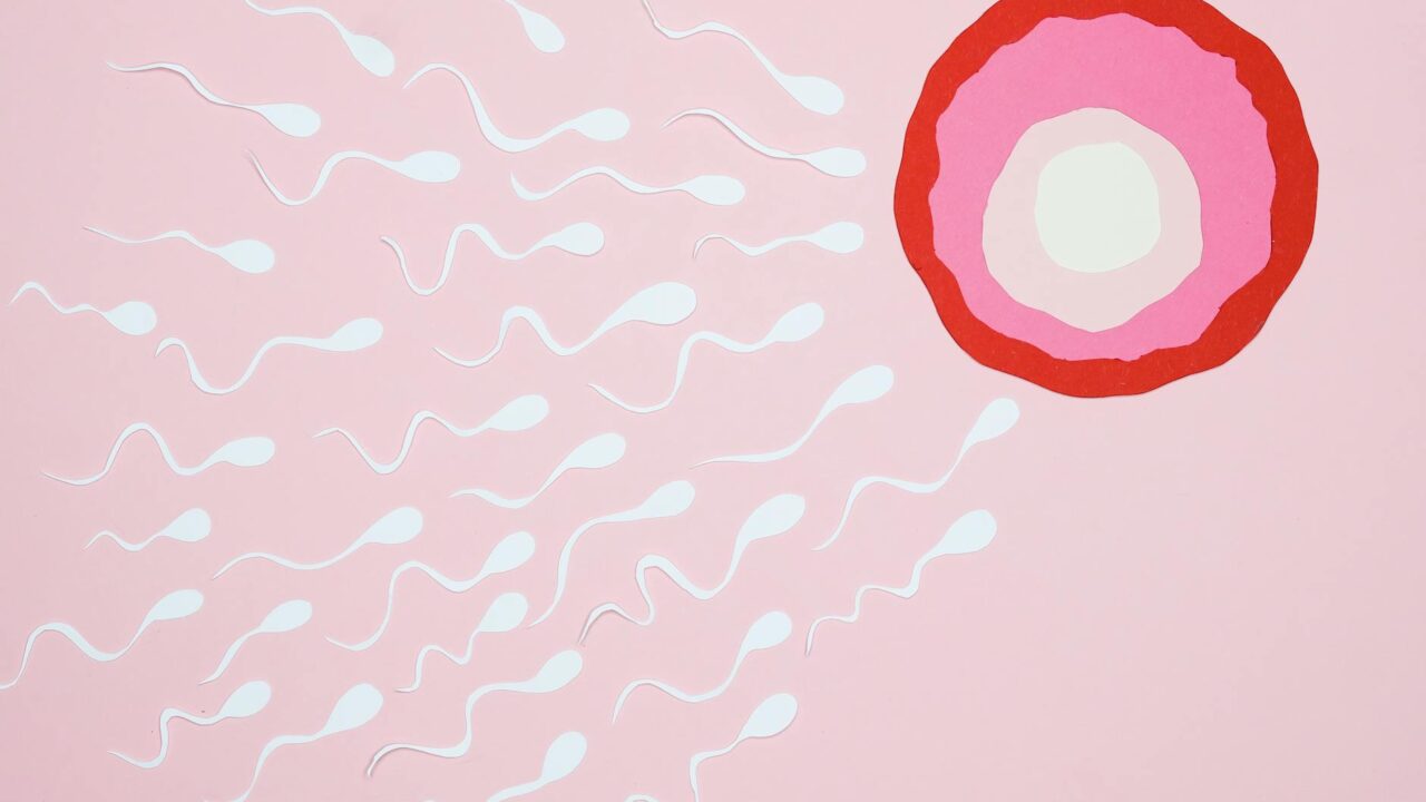 sperms swimming towards an ovum