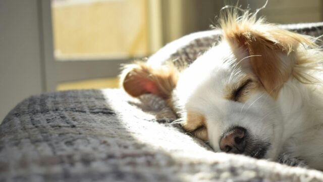 closeup photography of adult short coated tan and white dog sleeping on gray textile at daytime